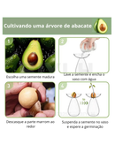 Vaso de Vidro Hidropônico para Cultivo de Abacate
