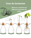 Vaso de Vidro Hidropônico para Cultivo de Abacate