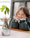 Vaso de Vidro Hidropônico para Cultivo de Abacate