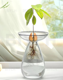 Vaso de Vidro Hidropônico para Cultivo de Abacate